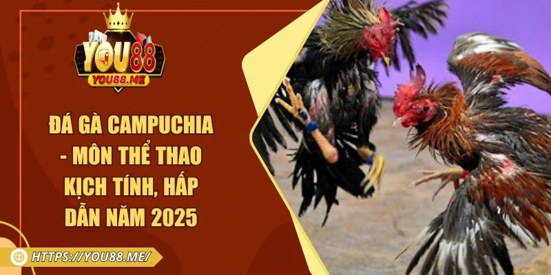 Đá Gà Campuchia - Môn Thể Thao Kịch Tính, Hấp Dẫn Năm 2025