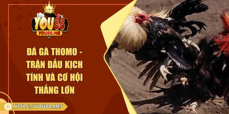 Đá Gà Thomo - Trận Đấu Kịch Tính Và Cơ Hội Thắng Lớn
