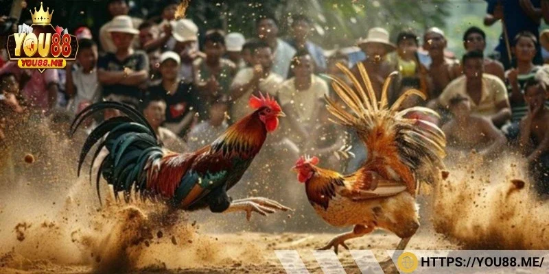 Hội viên cần nắm rõ luật chơi để đạt kết quả chính xác
