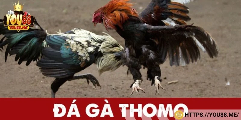 Mỗi một trận đấu đều được tổ chức chuyên nghiệp