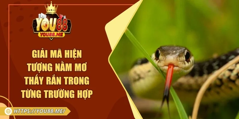 Giải Mã Hiện Tượng Nằm Mơ Thấy Rắn Trong Từng Trường Hợp