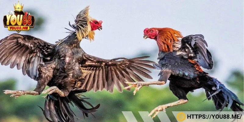 Tham khảo kinh nghiệm để có cơ hội giành chiến thắng
