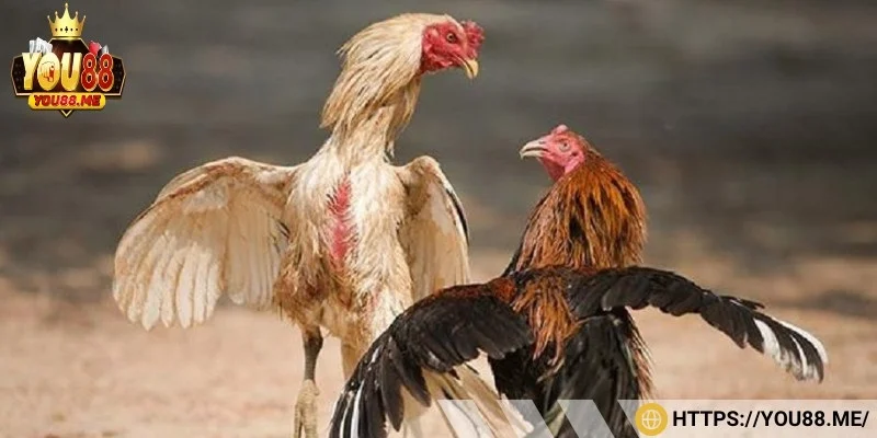 Trang bị đầy đủ kiến thức và kinh nghiệm để nâng cao khả năng thắng