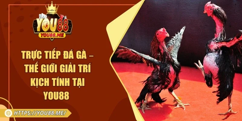 Trực Tiếp Đá Gà – Thế Giới Giải Trí Kịch Tính Tại You88